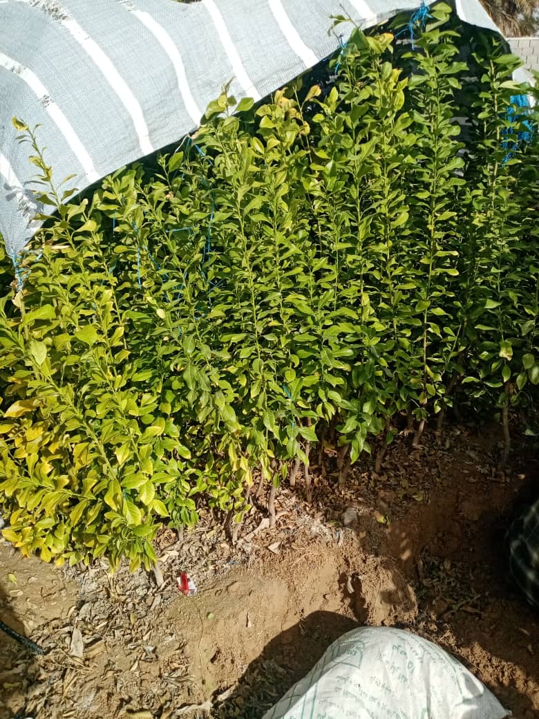 نهالستان رادمین